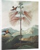Illustration Depicting Hummingbirds Feeding from a Plant by Anonymous