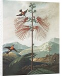 Illustration Depicting Hummingbirds Feeding from a Plant by Anonymous