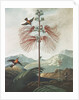 Illustration Depicting Hummingbirds Feeding from a Plant by Anonymous