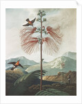 Illustration Depicting Hummingbirds Feeding from a Plant by Anonymous