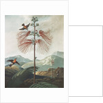 Illustration Depicting Hummingbirds Feeding from a Plant by Anonymous