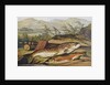 Illustration of Fishing Tackle with a Trout and a Charr by Anonymous