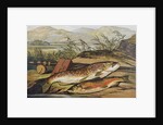 Illustration of Fishing Tackle with a Trout and a Charr by Anonymous