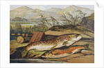 Illustration of Fishing Tackle with a Trout and a Charr by Anonymous