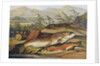 Illustration of Fishing Tackle with a Trout and a Charr by Anonymous