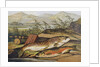 Illustration of Fishing Tackle with a Trout and a Charr by Anonymous