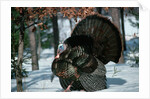 Wild Turkey by Anonymous