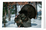 Wild Turkey by Anonymous