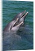 Bottlenose Dolphins Calling from the Water by Anonymous