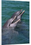 Bottlenose Dolphins Calling from the Water by Anonymous