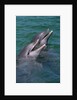 Bottlenose Dolphins Calling from the Water by Anonymous