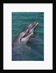Bottlenose Dolphins Calling from the Water by Anonymous