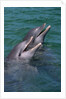 Bottlenose Dolphins Calling from the Water by Anonymous
