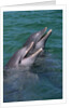 Bottlenose Dolphins Calling from the Water by Anonymous