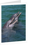 Bottlenose Dolphins Calling from the Water by Anonymous