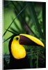 Chestnut-Mandibled Toucan by Anonymous