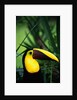 Chestnut-Mandibled Toucan by Anonymous