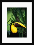 Chestnut-Mandibled Toucan by Anonymous