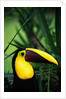 Chestnut-Mandibled Toucan by Anonymous