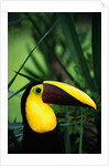 Chestnut-Mandibled Toucan by Anonymous
