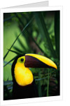 Chestnut-Mandibled Toucan by Anonymous