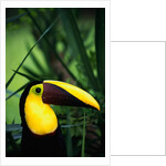 Chestnut-Mandibled Toucan by Anonymous