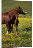 Arabian Mare and Foal by Anonymous
