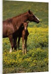 Arabian Mare and Foal by Anonymous