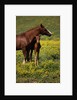Arabian Mare and Foal by Anonymous