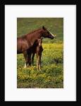 Arabian Mare and Foal by Anonymous