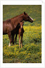 Arabian Mare and Foal by Anonymous