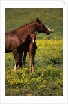 Arabian Mare and Foal by Anonymous