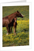 Arabian Mare and Foal by Anonymous