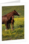 Arabian Mare and Foal by Anonymous