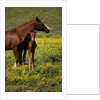 Arabian Mare and Foal by Anonymous