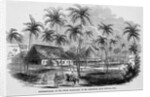 Sugar Plantation by Anonymous