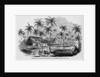 Sugar Plantation by Anonymous
