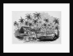 Sugar Plantation by Anonymous