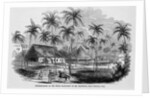 Sugar Plantation by Anonymous
