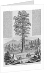 Giant Sequoia Tree by Anonymous