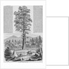 Giant Sequoia Tree by Anonymous