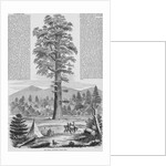 Giant Sequoia Tree by Anonymous