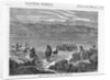Herd of Alpacas by Anonymous