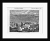 Herd of Alpacas by Anonymous