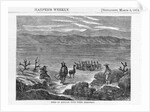 Herd of Alpacas by Anonymous