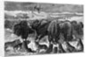 Buffalo Bulls Guarding Herd by Anonymous