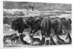 Buffalo Bulls Guarding Herd by Anonymous