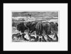 Buffalo Bulls Guarding Herd by Anonymous