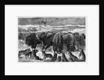 Buffalo Bulls Guarding Herd by Anonymous