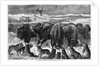 Buffalo Bulls Guarding Herd by Anonymous